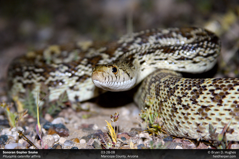 gopher snake pituophis catenifer affinis in arizona