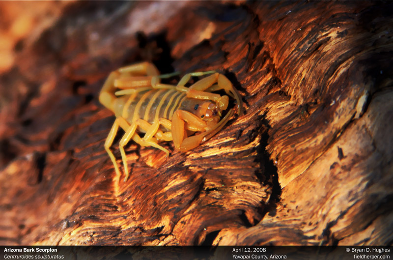Arizona Bark Scorpion (Centruroides sculpturatus)