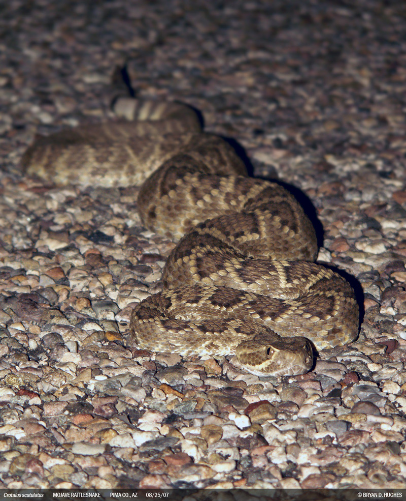 Mojave Rattlesnake from Arizona