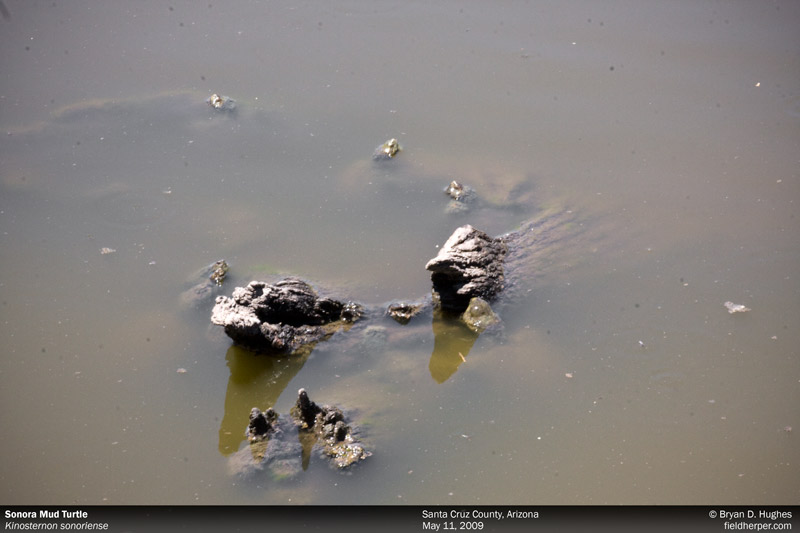 Sonoran Mud Turtles