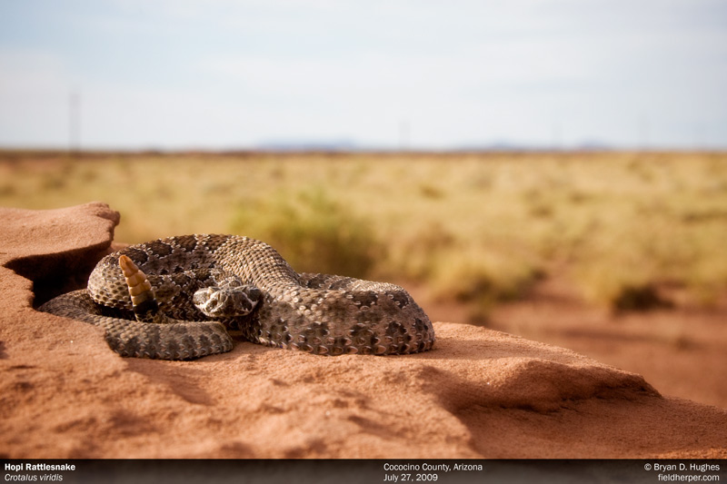 Hopi Rattlesnake