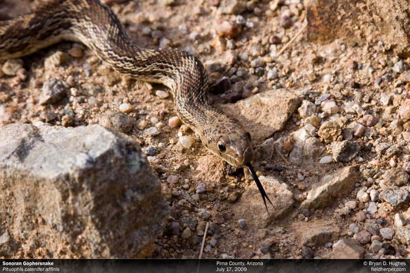 Pituophis in Arizona