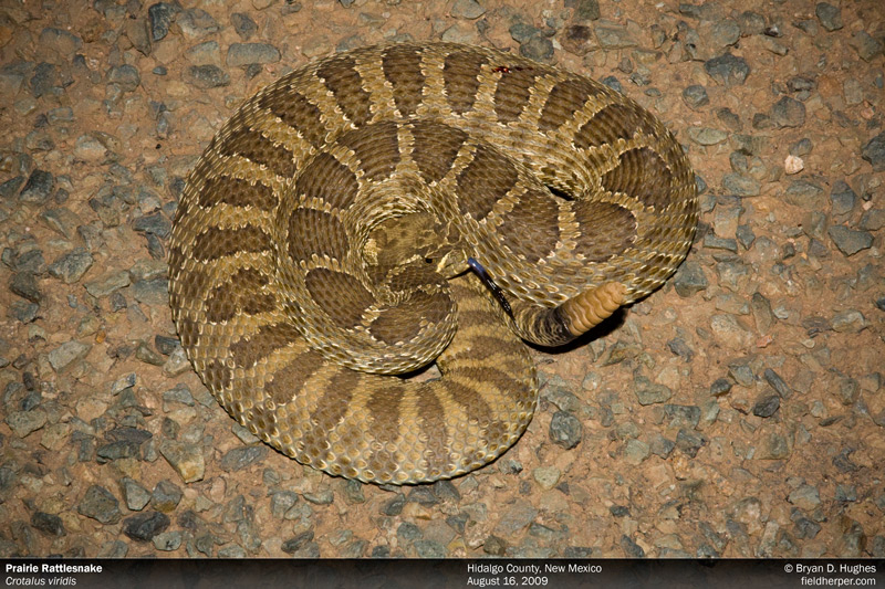 Prairie Rattlesnake from New Mexico