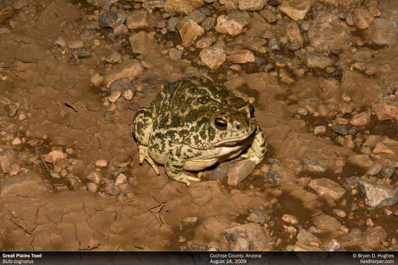 Toad in Arizona