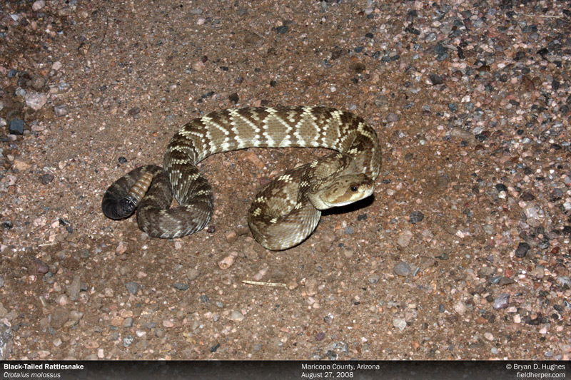 blacktail rattlesnake in Arizona