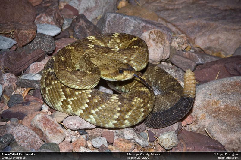 blacktail rattlesnake