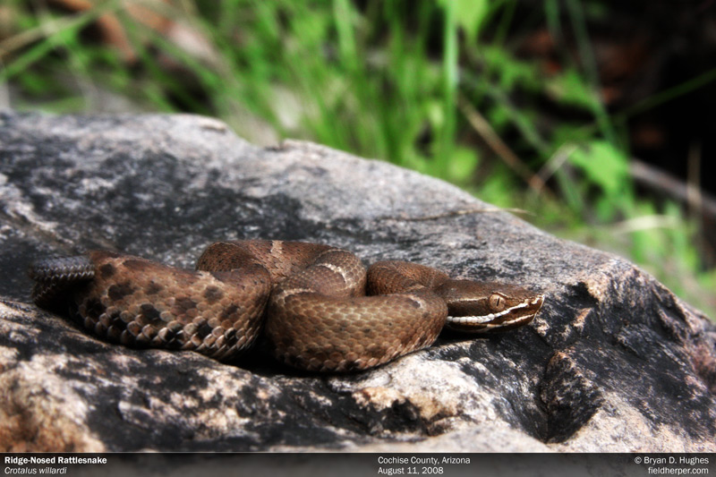 ridge nosed rattlesnake in az