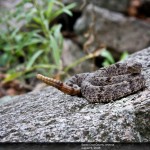 Banded Rock Rattlesnake from the Santa Rita Mountains