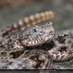 Banded Rock Rattlesnake from the Santa Rita Mountains