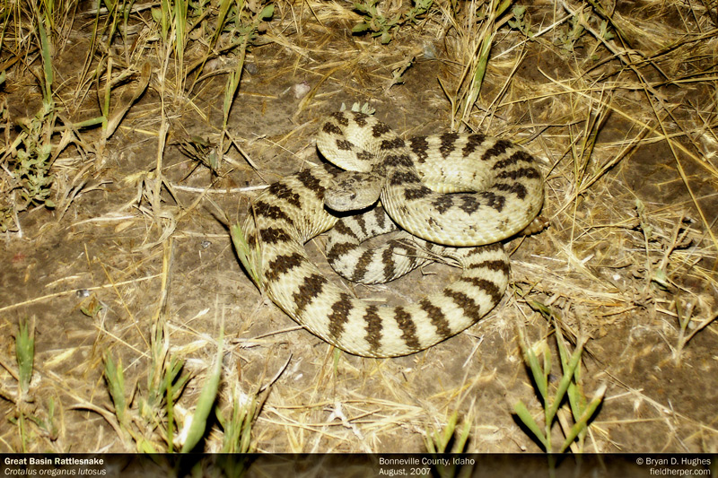 Great Basin Rattlesnake in Idaho