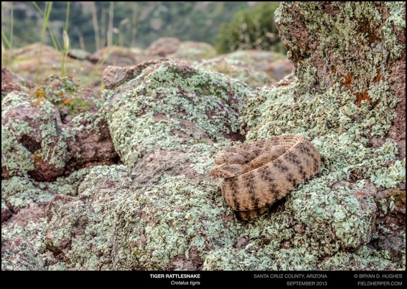 Baby Tiger Rattlesnake