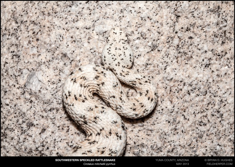 southwestern speckled rattlesnake