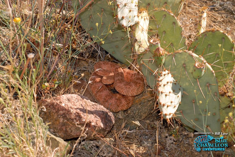 Southwestern Speckled Rattlesnake, Crotalus mitchellii pyrrhus