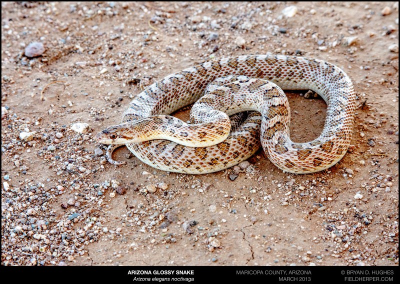 Arizona-elegans-noctivaga-0313